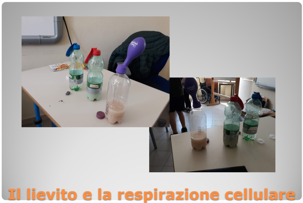 lievito e respirazione cellulare