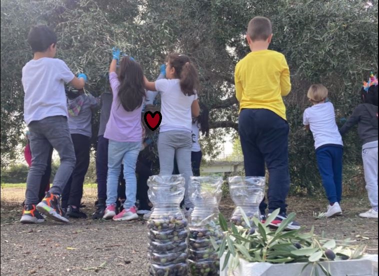 raccolta olive