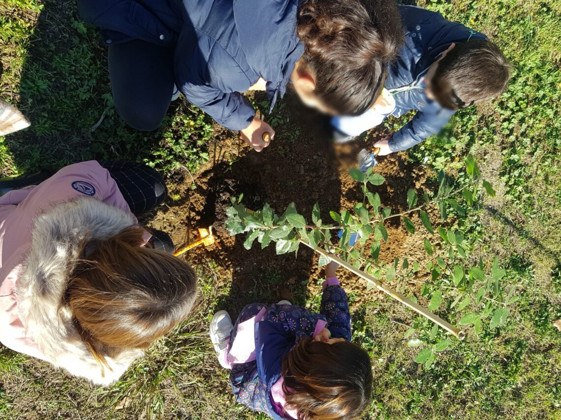 Piantumazione alberi