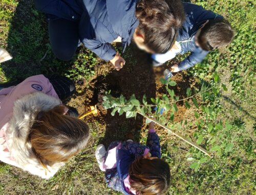 Piantumazione alberi